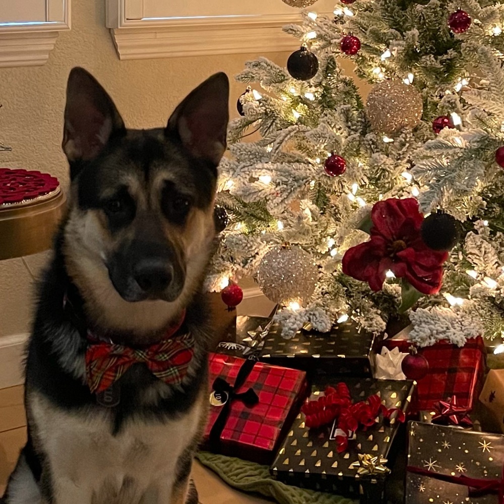 Meet your Posher, Alicia